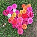 Heart of flowers.  by cocobella