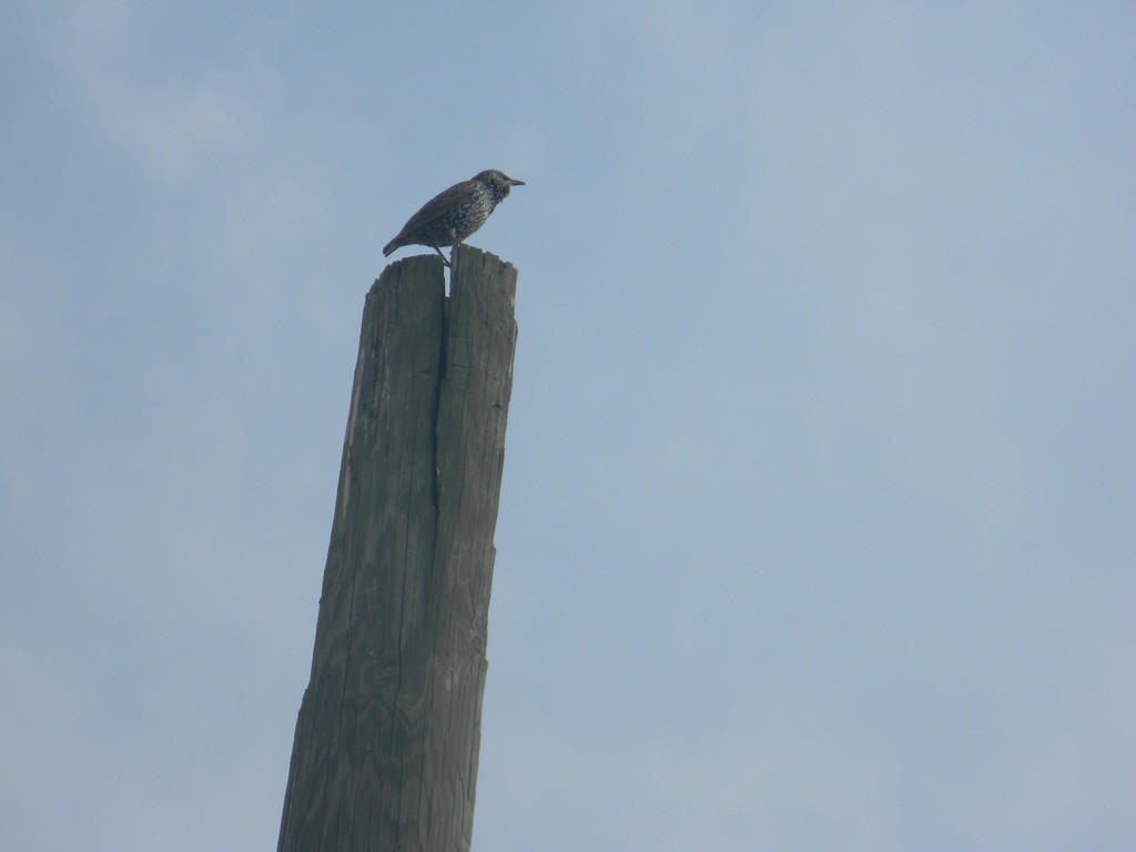 Bird on Pole by sfeldphotos