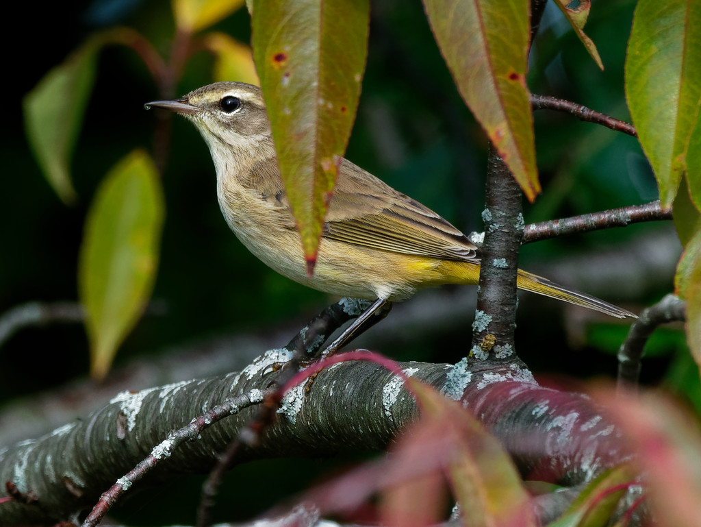 palm warbler by rminer