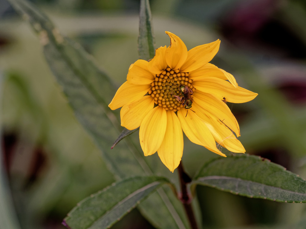 sunflower by rminer