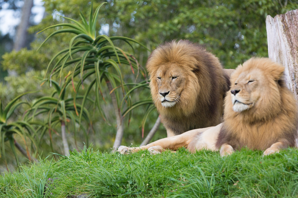 Auckland Zoo lions by creative_shots