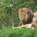 Auckland Zoo lions by creative_shots