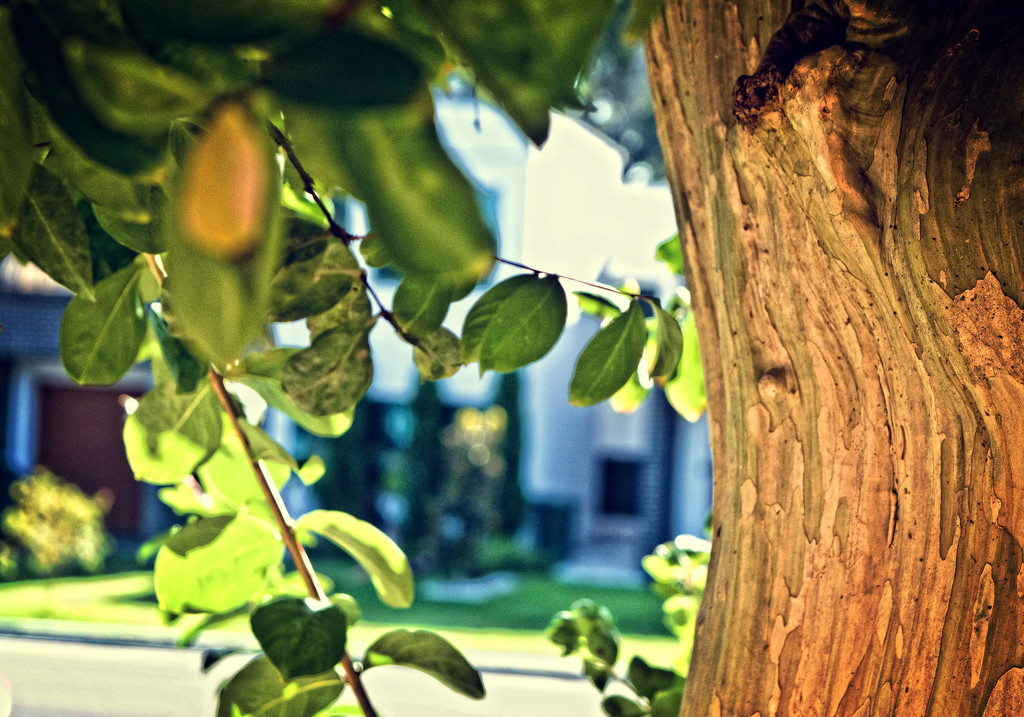 through the Crepe Myrtle by annied