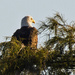 Bald Eagle on the Watch! by rickster549