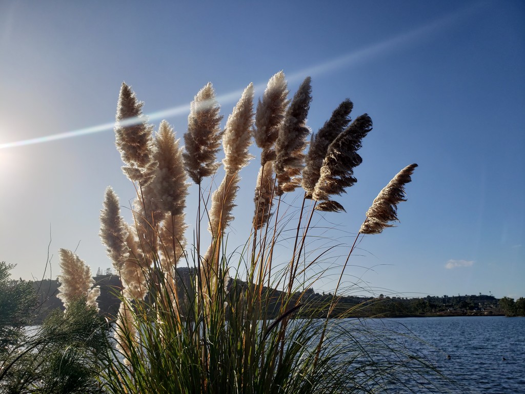 Grass at the Lake by mariaostrowski