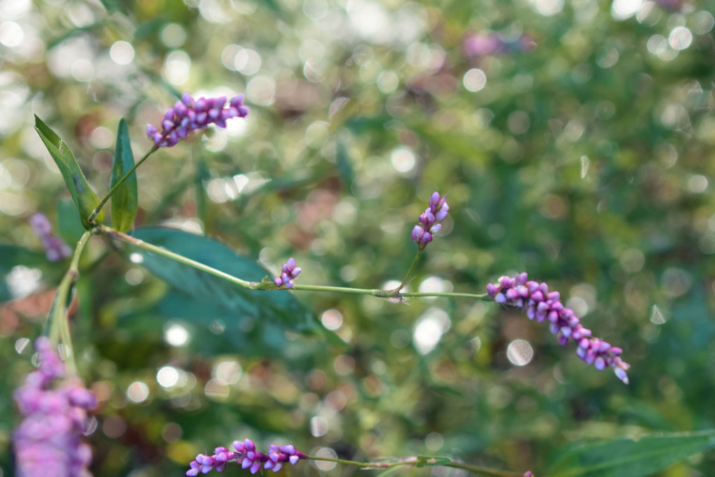 Bokeh-licious by homeschoolmom