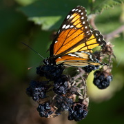 28th Sep 2019 - Monarch at the end of summer
