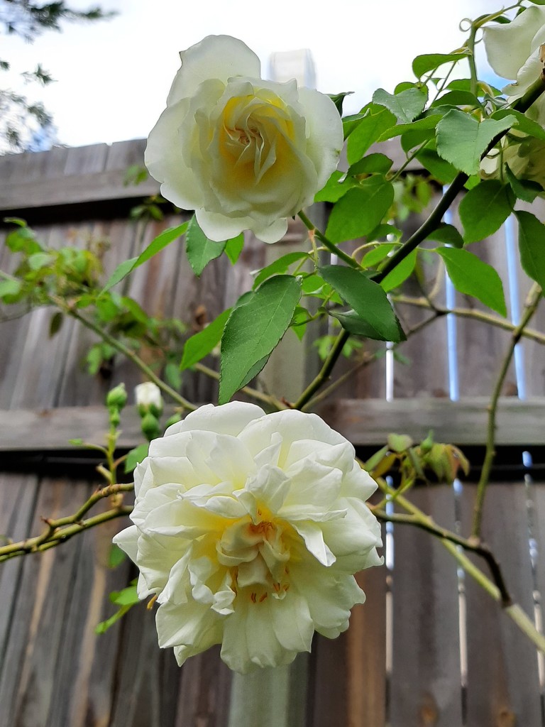 Glengallen Roses by mozette