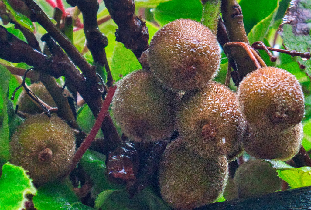 Kiwi Fruit.. by tonygig