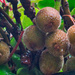 Kiwi Fruit.. by tonygig