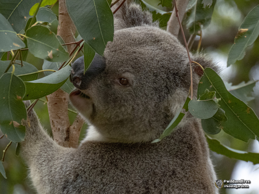 don't mind if I do by koalagardens
