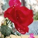 Wet Rose by houser934