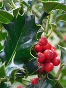 30th Sep 2019 -  Holly - but will it still be there at Christmas??