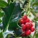  Holly - but will it still be there at Christmas?? by 365anne
