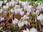1st Oct 2019 - A whole carpet of pink and white