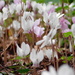 A whole carpet of pink and white by 365anne