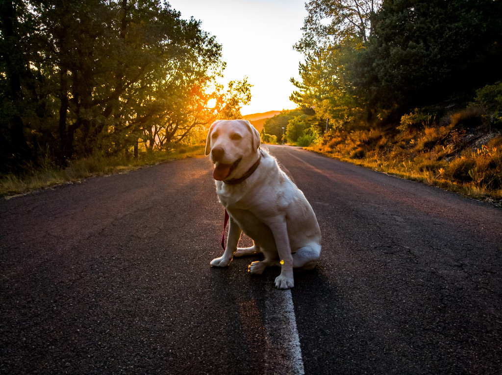 Dog on the sunset <3 by petaqui