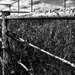 Cattle Fence  by samae
