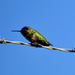 Anna's Hummingbird by stephomy