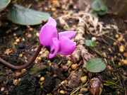 9th Jan 2011 - The first flower of 2011