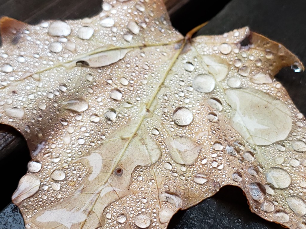 Fallen Leaf and Fall Rain by waltzingmarie