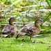 Two Ducks by carole_sandford