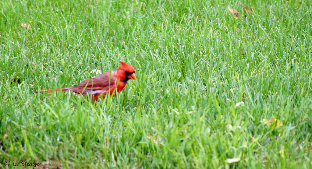 Northern Cardinal by larrysphotos