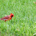 Northern Cardinal by larrysphotos