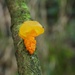 Yellow brain fungus by roachling