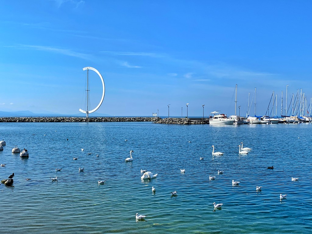 Seagulls and swans.  by cocobella