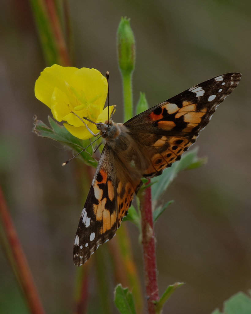 painted lady evening primrose by rminer