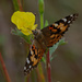 painted lady evening primrose by rminer