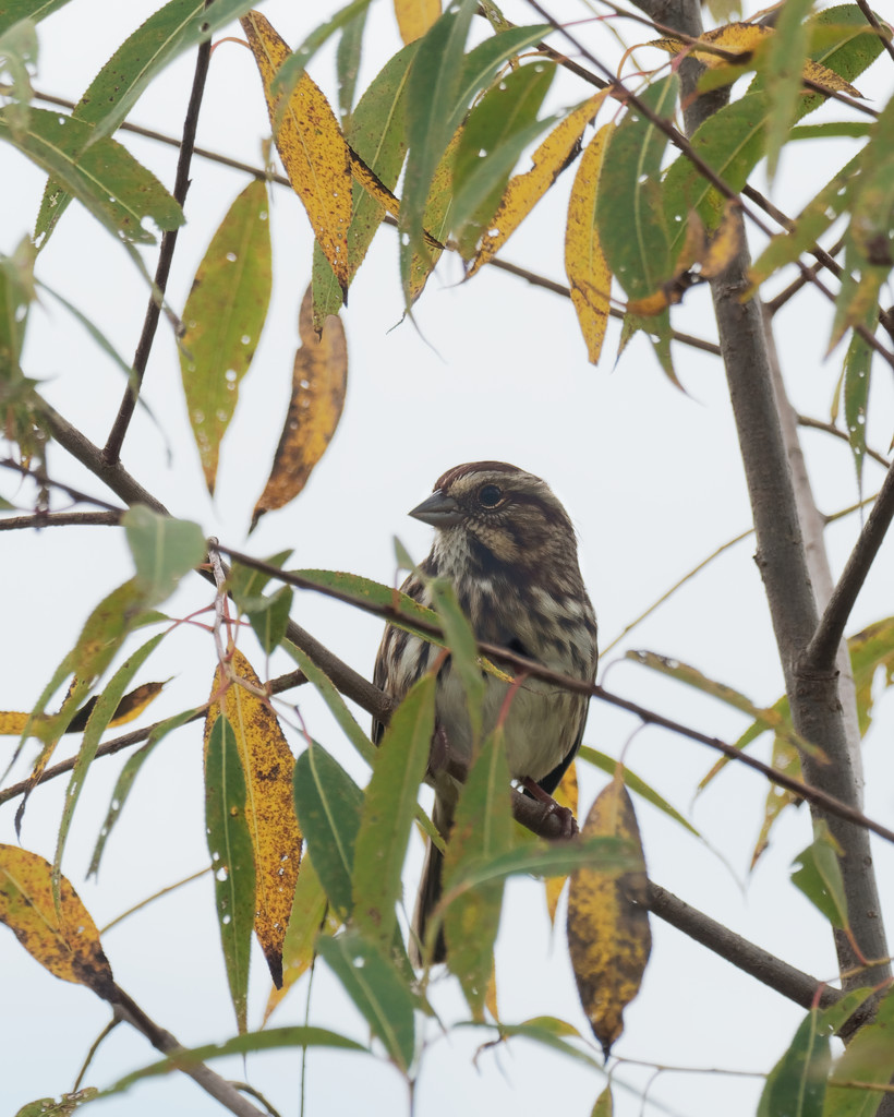 song sparrow in tree by rminer
