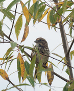 1st Oct 2019 - song sparrow in tree