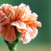  Peach Petals by sunnygirl