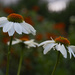 Fall Coneflowers by lstasel