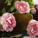 Carnations by nickspicsnz