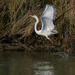 White heron, great egret, kotuku by maureenpp