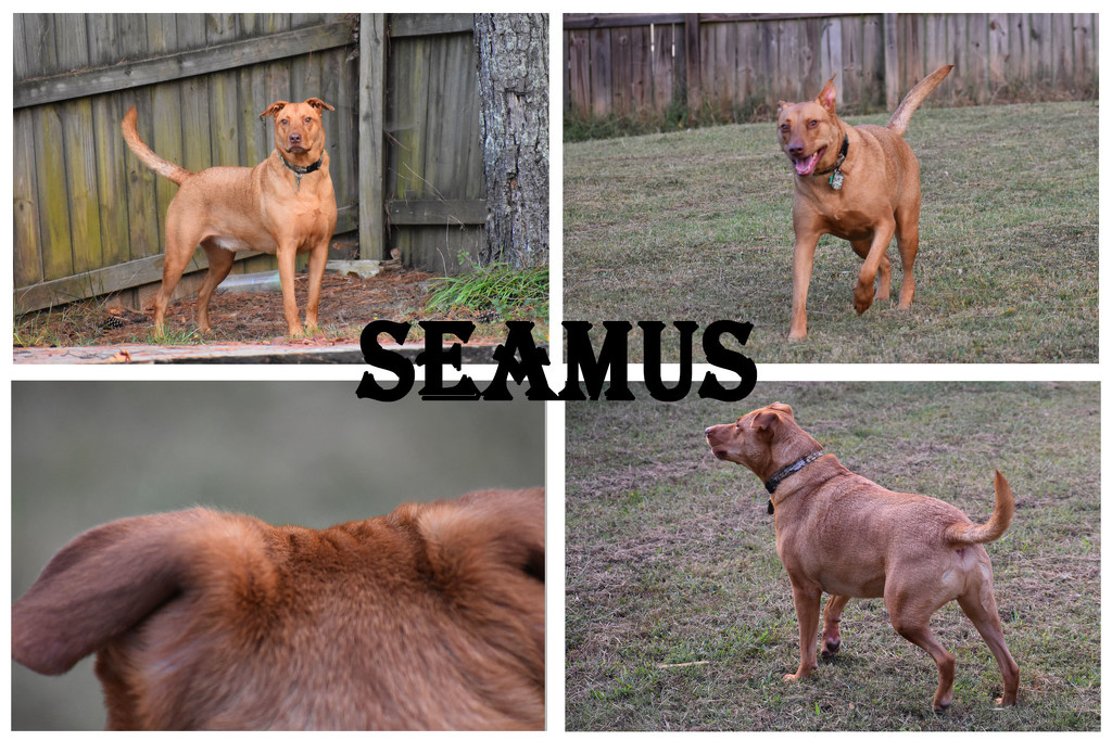 Seamus collage by homeschoolmom