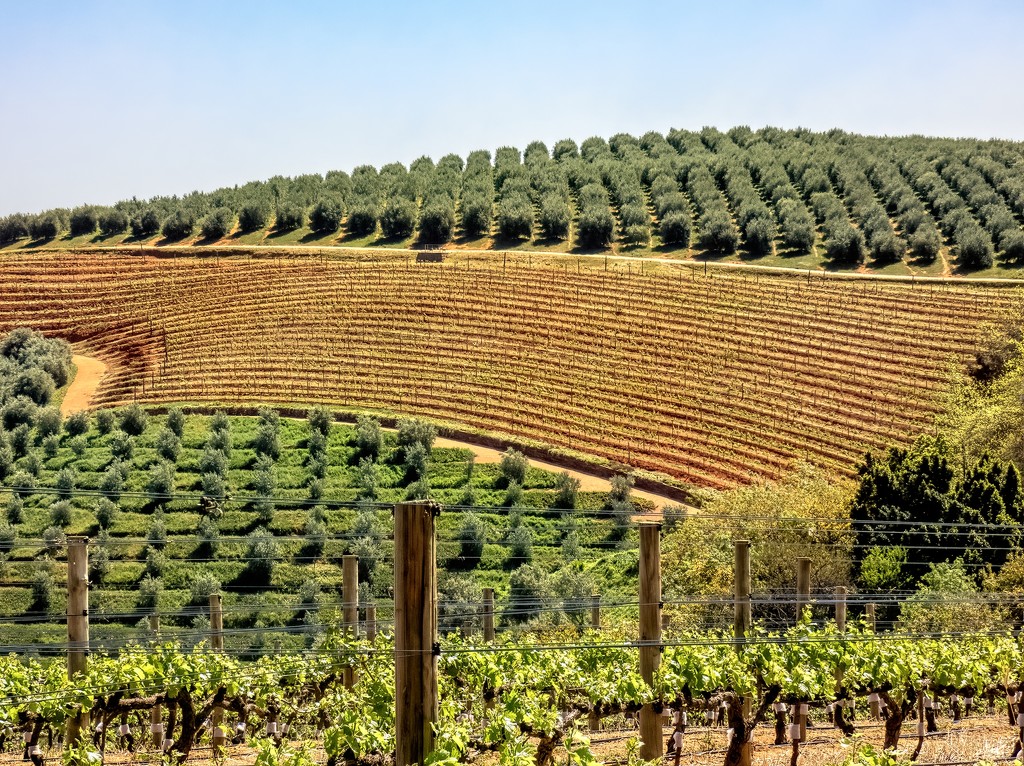 Olive trees and vineyards by ludwigsdiana