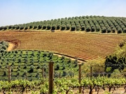 2nd Oct 2019 - Olive trees and vineyards
