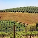 Olive trees and vineyards by ludwigsdiana