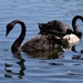 Swan Family ~ by happysnaps