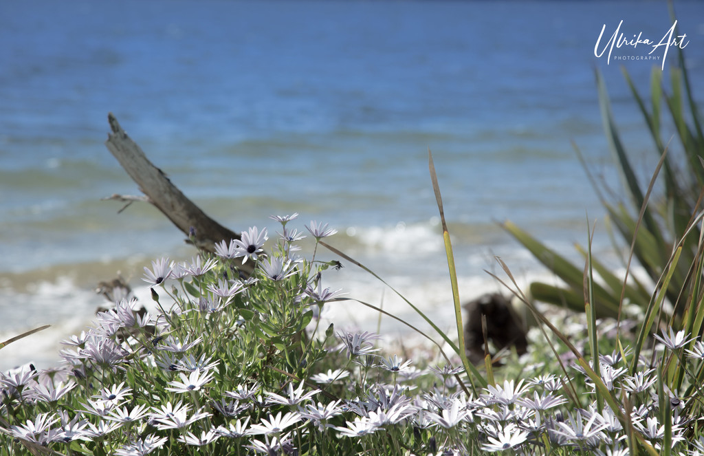 beach daisy view by ulla