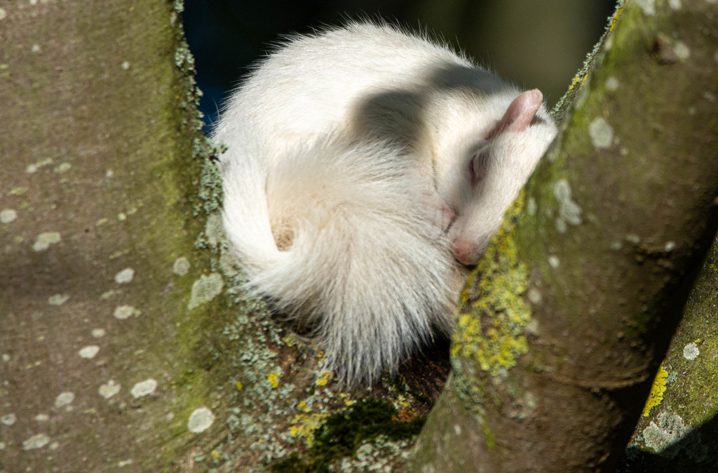Albino Squirrel by stevejacob