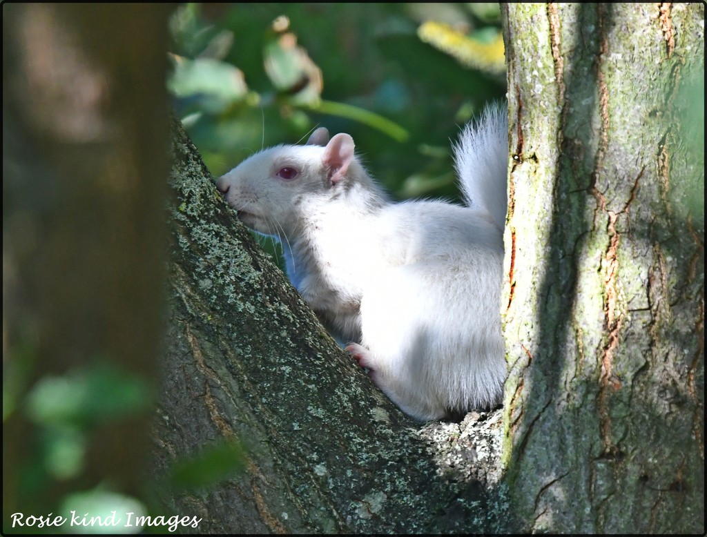 RK3_1756 Sweet little albino squirrel by rosiekind