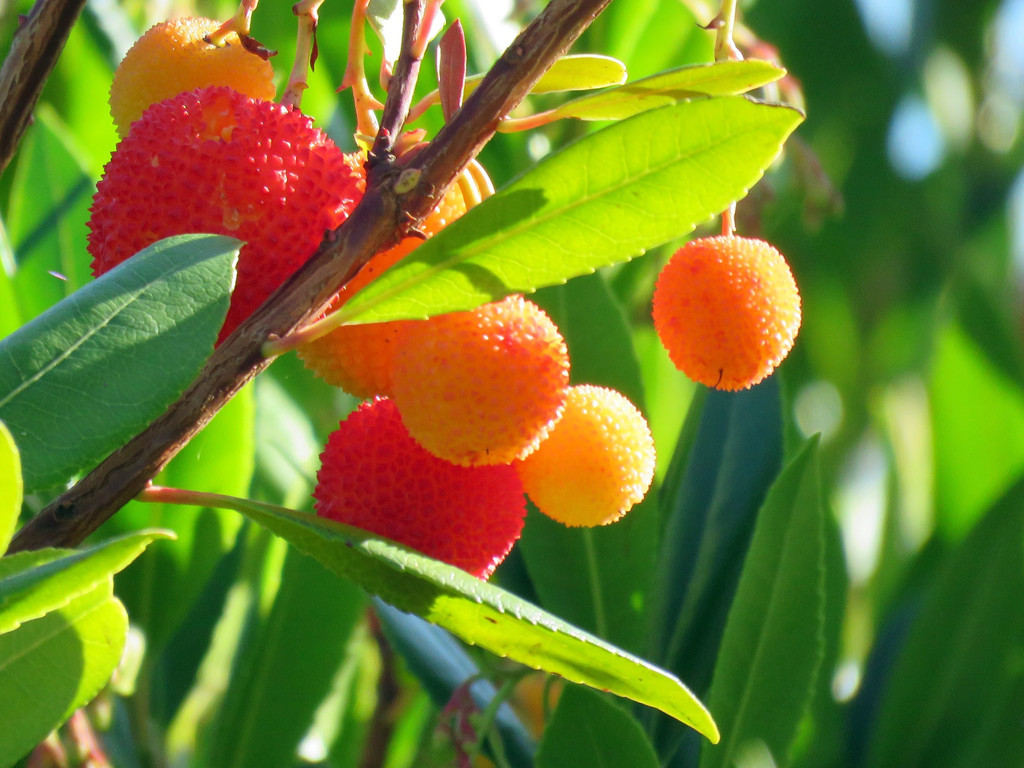 Kousa Dogwood Fruit by seattlite