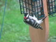 2nd Oct 2019 - One the woodpecker is back