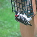 One the woodpecker is back by bruni