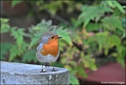 2nd Oct 2019 - RK3_1964 A lovely robin redbreast